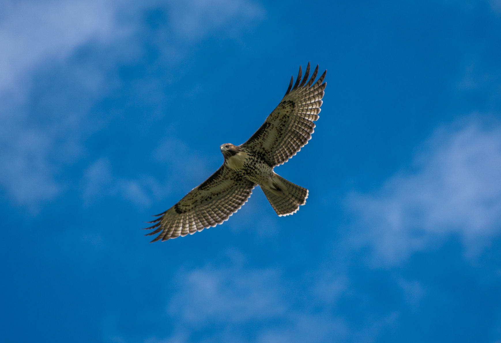Red Tail Hawk